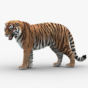 TIGER 3D 24 CT